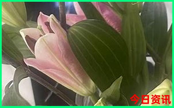 那拉提草原必去景点